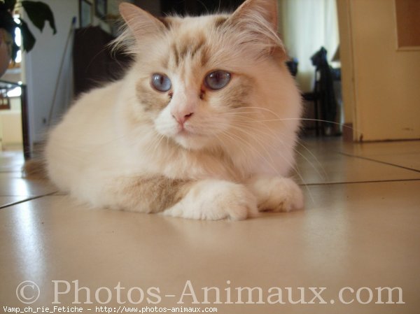 Photo de Ragdoll