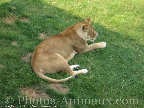 Photo de Lion