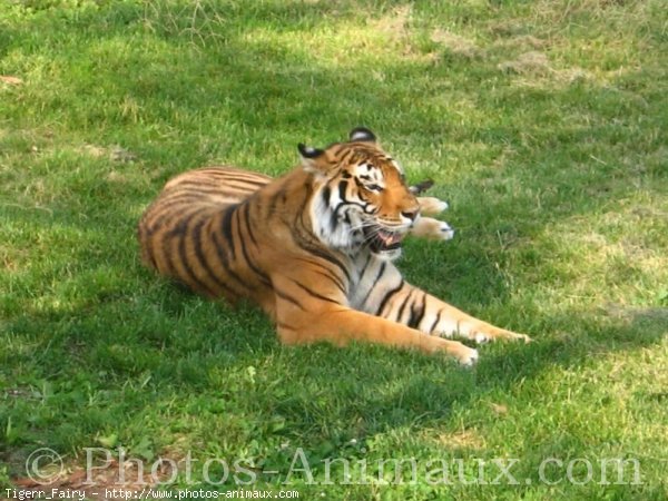 Photo de Tigre