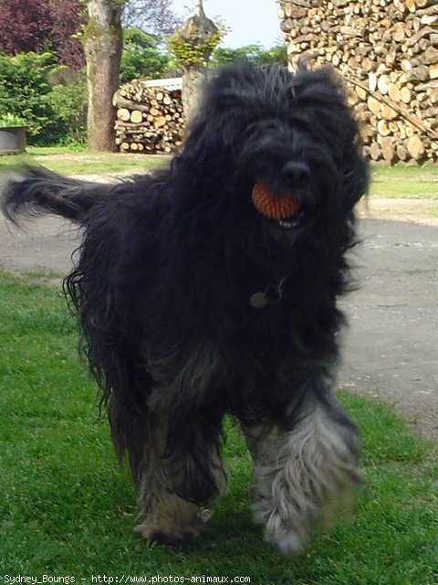 Photo de Chien de berger de la serra aires