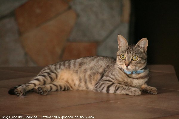 Photo de Chat domestique