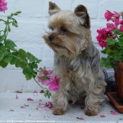 Photo de Yorkshire terrier