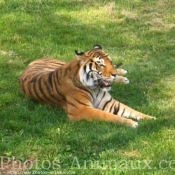 Photo de Tigre