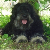 Photo de Chien de berger de la serra aires