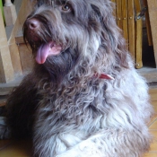 Photo de Chien de berger de la serra aires