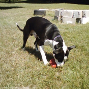 Photo d'American staffordshire terrier