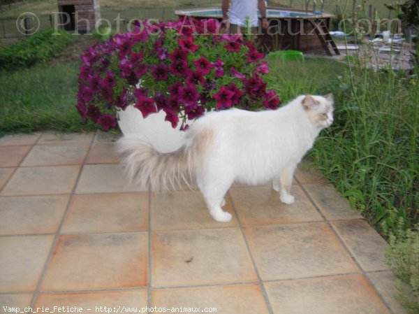 Photo de Ragdoll