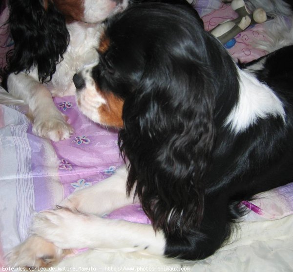 Photo de Cavalier king charles spaniel