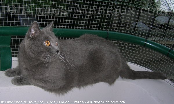 Photo de Chartreux