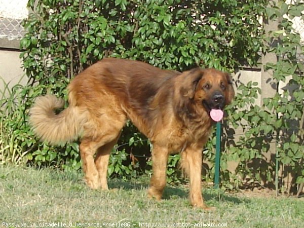 Photo de Leonberg