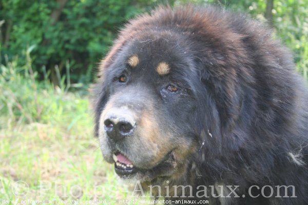 Photo de Dogue du tibet