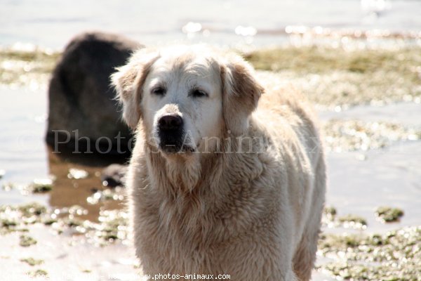 Photo de Golden retriever