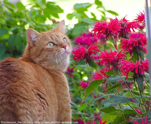 Photo de Chat domestique