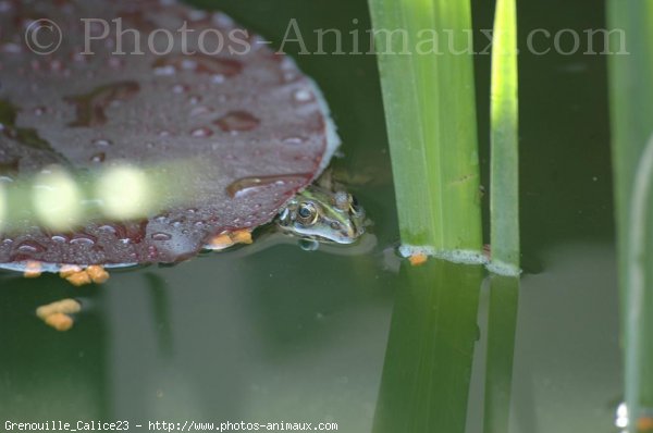 Photo de Grenouille