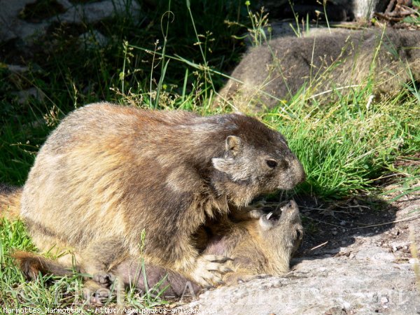 Photo de Marmotte