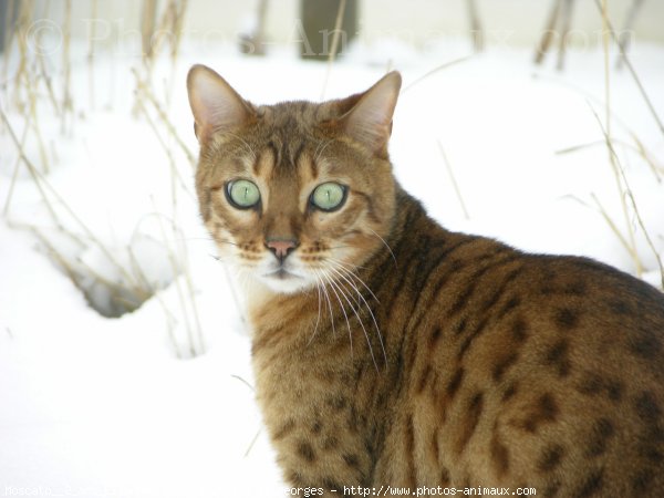 Photo de Bengal