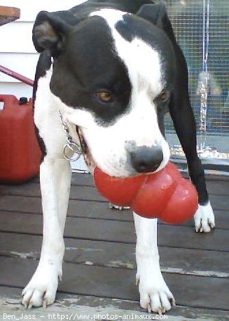 Photo d'American staffordshire terrier