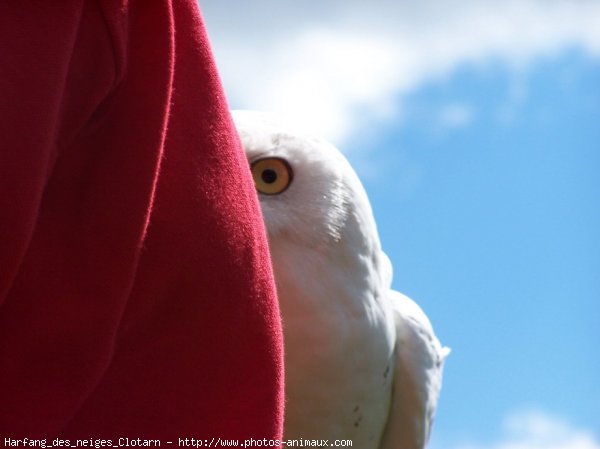 Photo de Harfang des neiges