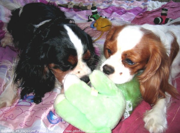 Photo de Cavalier king charles spaniel