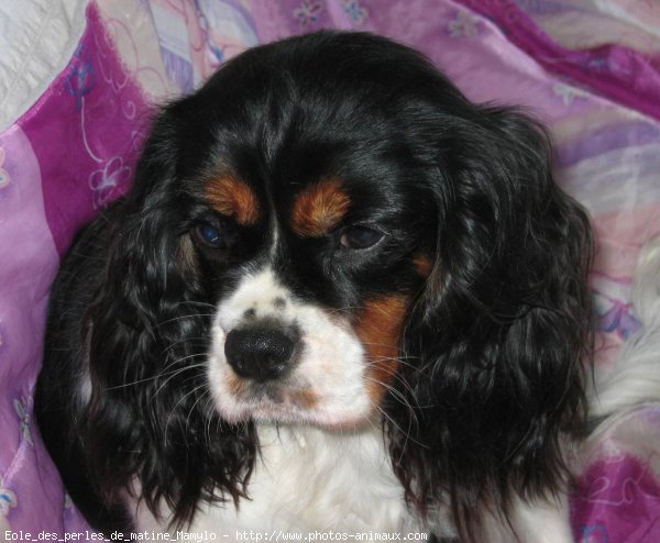 Photo de Cavalier king charles spaniel