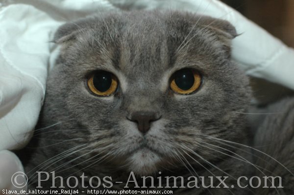 Photo de Scottish fold