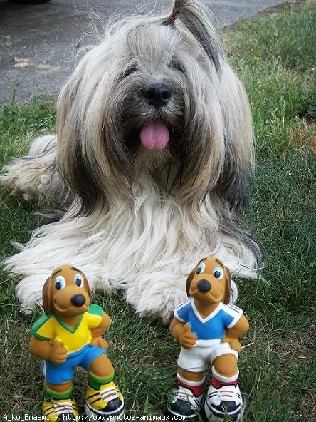 Photo de Lhassa apso