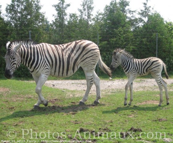 Photo de Zebre