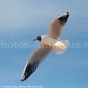 Photo de Mouette