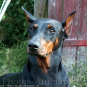 Photo de Dobermann