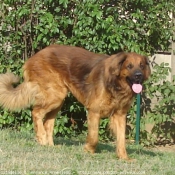 Photo de Leonberg