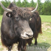 Photo de Bison