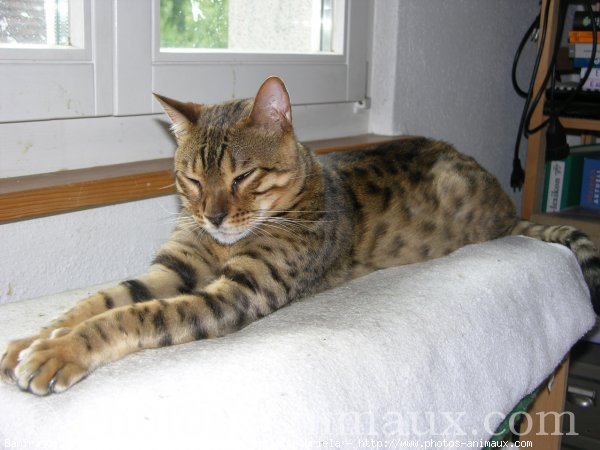 Photo de Bengal