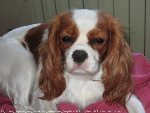 Photo de Cavalier king charles spaniel