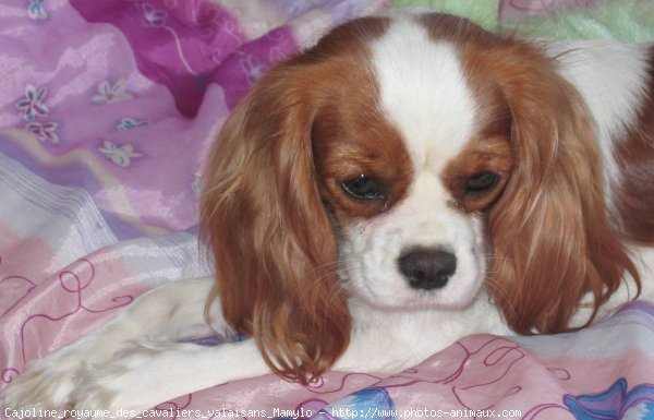 Photo de Cavalier king charles spaniel