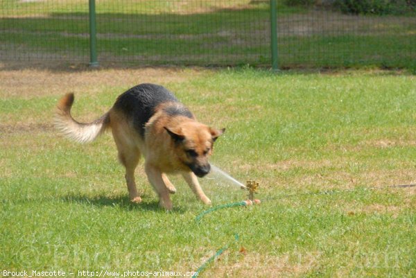 Photo de Berger allemand  poil court