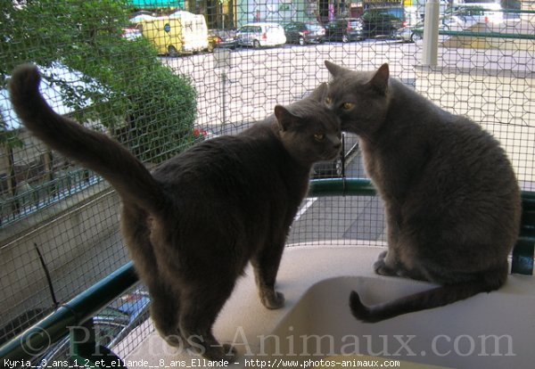 Photo de Chartreux