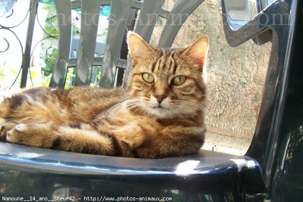 Photo de Chat domestique