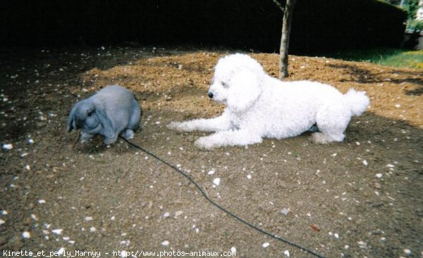 Photo de Races diffrentes