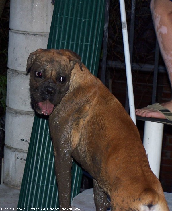 Photo de Boxer