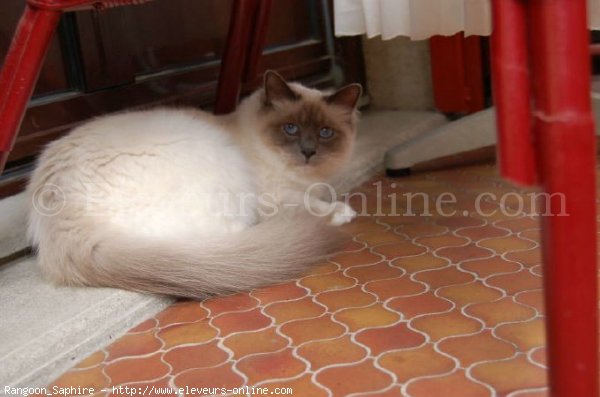 Photo de Sacr de birmanie