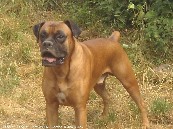 Photo de Boxer