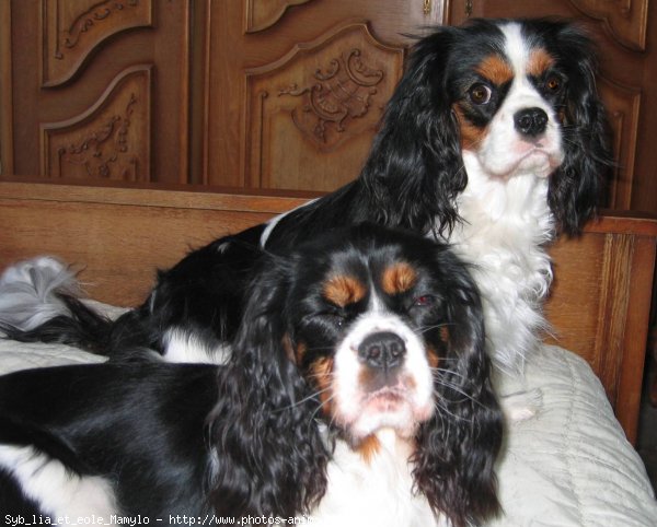 Photo de Cavalier king charles spaniel