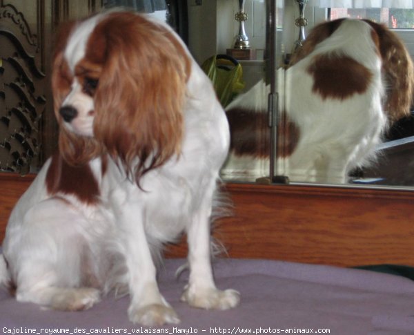 Photo de Cavalier king charles spaniel