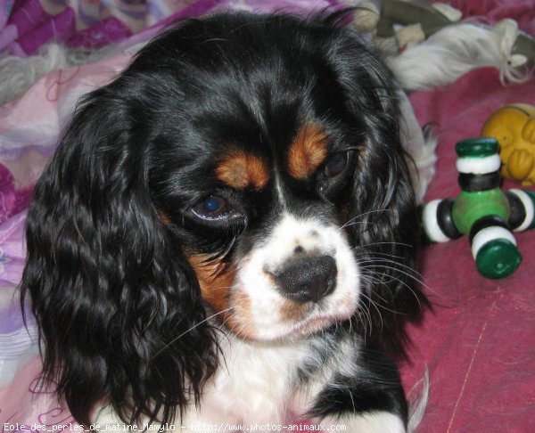 Photo de Cavalier king charles spaniel