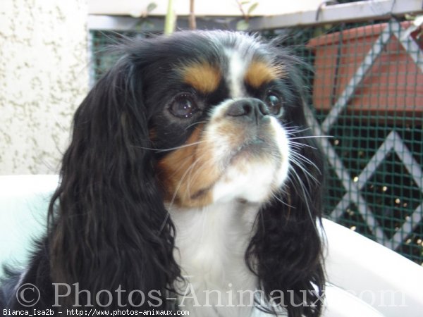 Photo de Cavalier king charles spaniel