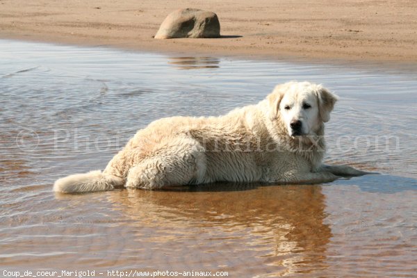 Photo de Golden retriever