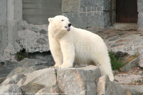 Photo d'Ours