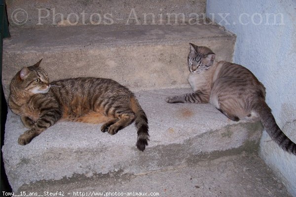 Photo de Chat domestique