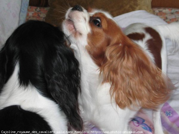 Photo de Cavalier king charles spaniel