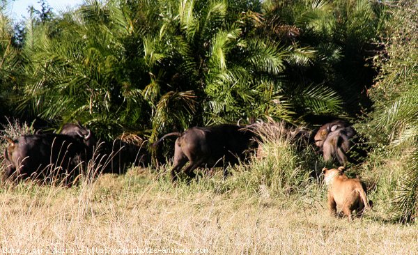 Photo de Lion